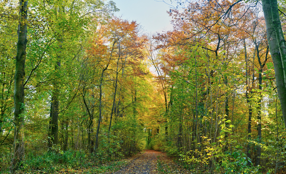 Preview herbst_im_buchenwald_1.jpg